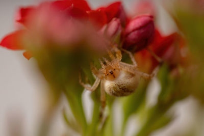 Close-up of insect on flower