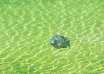 Close-up of a bird in the water