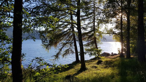 Trees by lake against sky