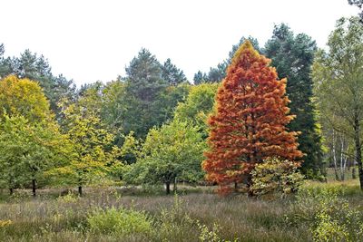 Trees on field against clear sky during autumn