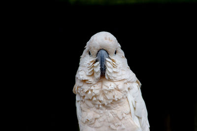 Close-up of a bird against black background