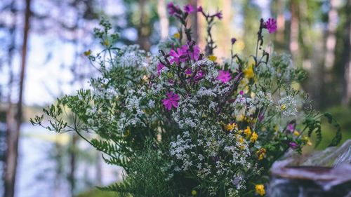 Close-up of purple flowering plants in park