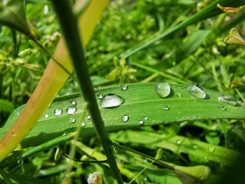Close-up of dew drops on grass blade