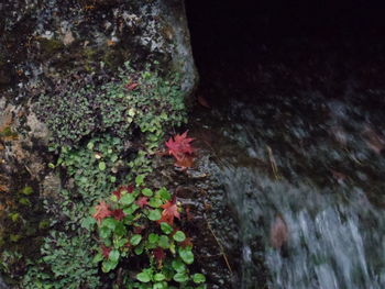 Close-up of moss growing on rock