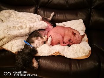 Dog sleeping on sofa at home