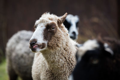 Close-up of sheep on field