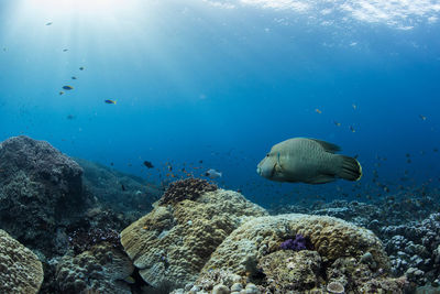 Fish swimming in sea