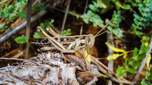 Close-up of lizard on wood