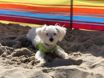 Portrait of dog on beach