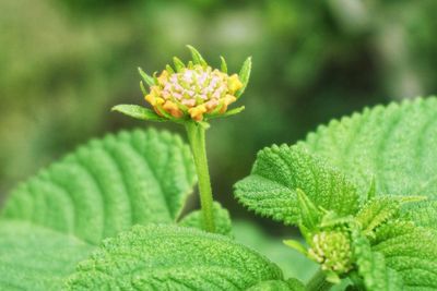 Close-up of green flowering plant