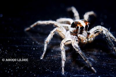 Close-up of spider