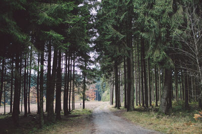 Road amidst trees in forest against sky