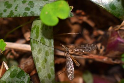 Close-up of insect on plant