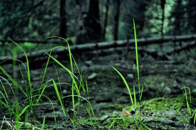 Close-up of bamboo plants in forest