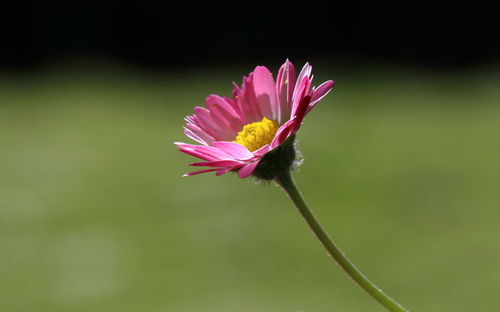 Close-up of pink flower