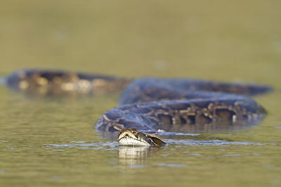 View of a turtle in the sea