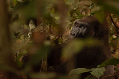 Gorilla tracking photos from gabon