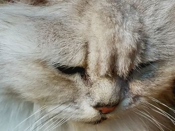 Close-up of rabbit