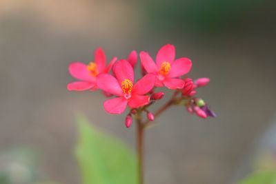 Close-up of pink flowering plant