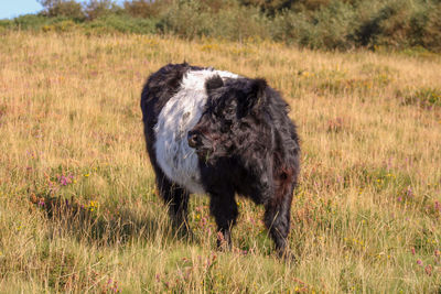 Belted galloway standing in a field