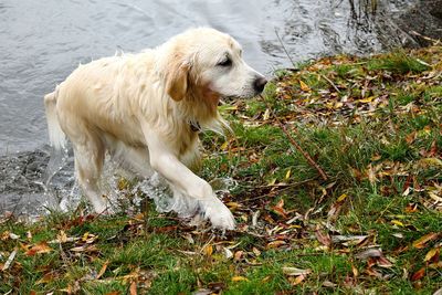 High angle view of golden retriever on grass