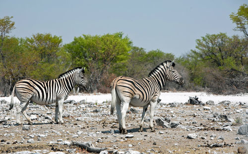 Zebras at etosha national park