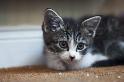 Close-up of cute kitten relaxing at home