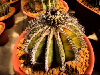 Close-up of succulent plant