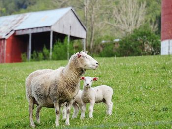 Sheep with lamb standing on field