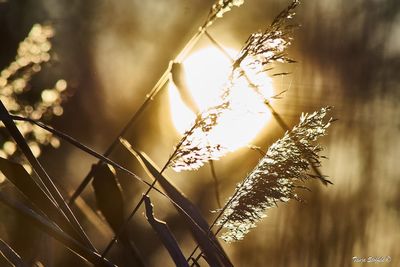 Close-up of plant growing against sky during sunset