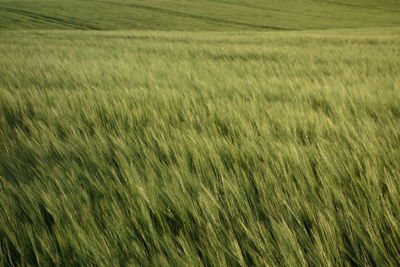 Scenic view of wheat field