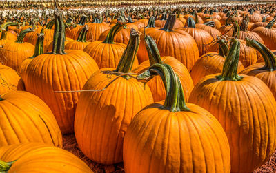 Pumpkins for sale at market stall