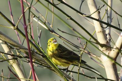 Close-up of bird perching on tree