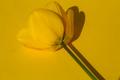 Close-up of yellow flower