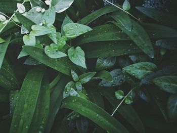 Close-up of leaves