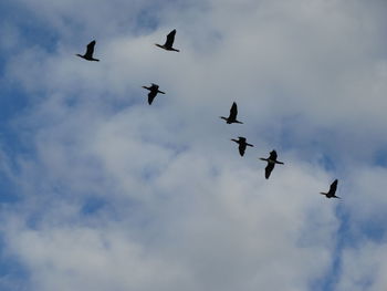 Low angle view of birds flying against sky