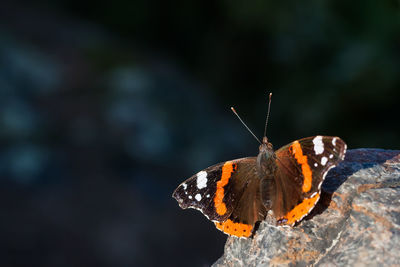 Butterfly on leaf