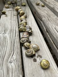 Close-up of snails 