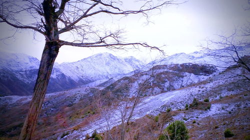 Low angle view of snow covered trees against sky