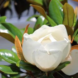 Close-up of white rose flower