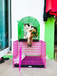 View of a cat