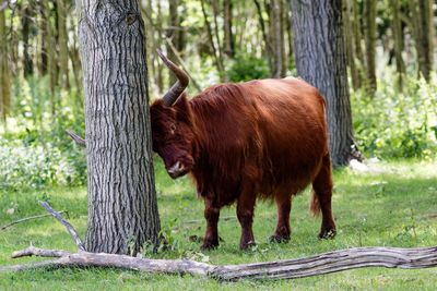 Highland cattle by tree