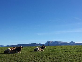 Cows grazing on grassy field