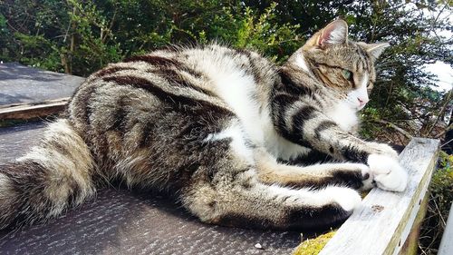 Cat relaxing outdoors