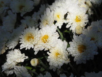 Close-up of white daisy flowers