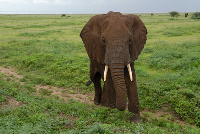 African elephant in lake manyara national park, tanzania