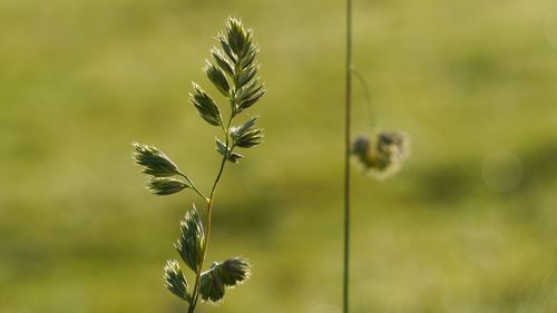 Close-up of plant