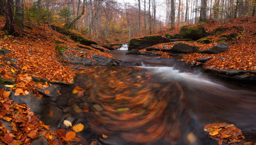 Scenic view of forest during autumn