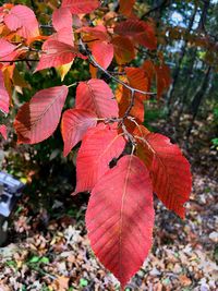 Close-up of autumn leaves