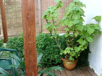 Potted plants in greenhouse